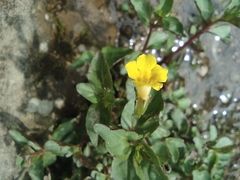 Erythranthe szechuanensis