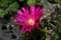 Lampranthus coccineus
