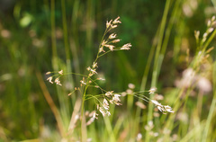 Deschampsia