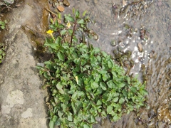 Erythranthe szechuanensis