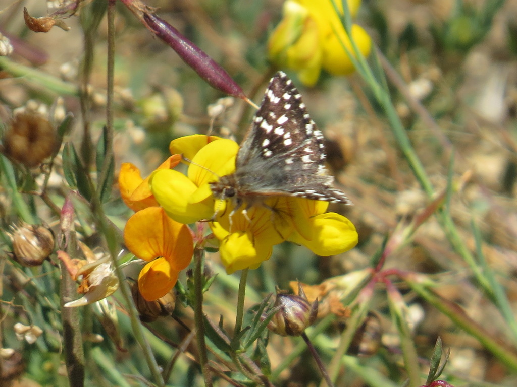 Two-banded Checkered-Skipper