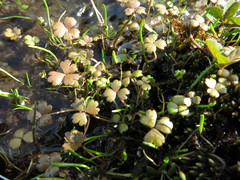 Hydrocotyle sulcata