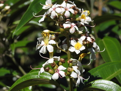 Miconia bicolor