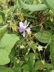Delphinium anthriscifolium
