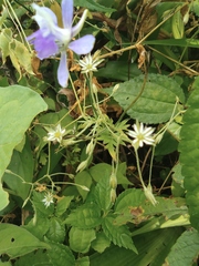 Delphinium anthriscifolium