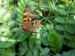 Polygonia c-album