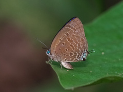 Arhopala sublustris