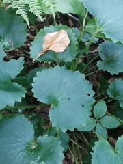 Micranthes manchuriensis