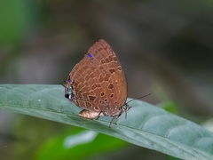 Arhopala silhetensis