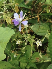 Delphinium anthriscifolium