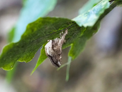 Masca abactalis