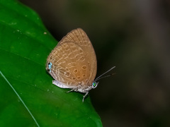 Arhopala epimuta