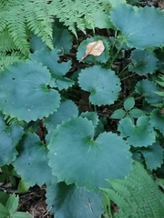 Micranthes manchuriensis