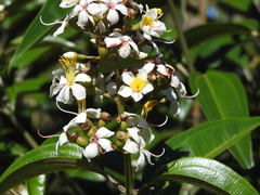 Miconia bicolor