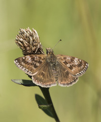 Erynnis tages