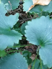 Micranthes manchuriensis