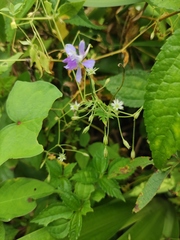 Delphinium anthriscifolium