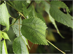 Phraortes formosanus
