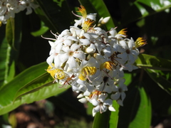 Miconia bicolor