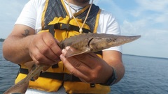 Acipenser fulvescens