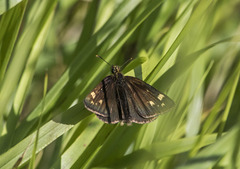 Heteropterus morpheus