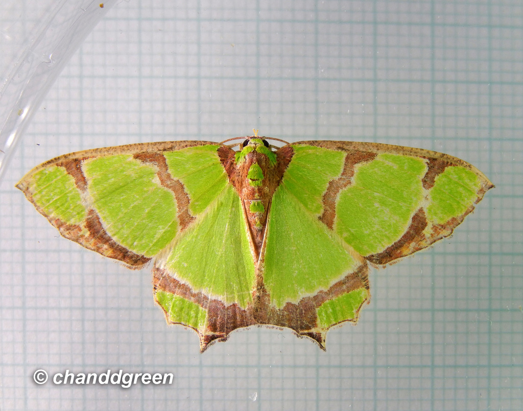Agathia carissima