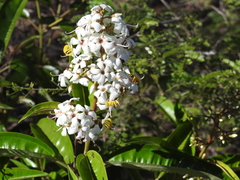 Miconia bicolor