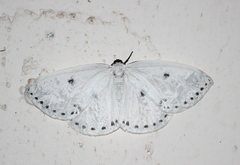 Cyclidia dictyaria
