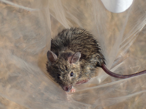 South East African Vlei Rat (Otomys auratus)