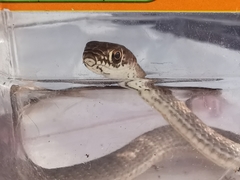 Masticophis flagellum