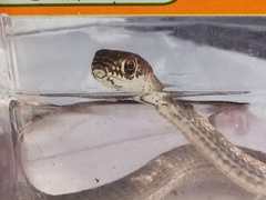 Masticophis flagellum