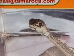 Masticophis flagellum