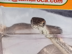 Masticophis flagellum