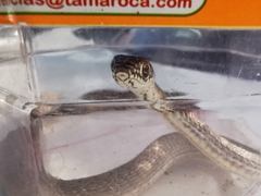 Masticophis flagellum