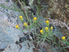 Erigeron reductus
