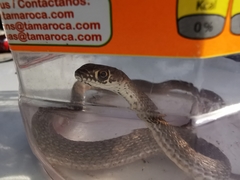 Masticophis flagellum