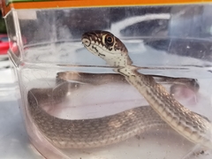 Masticophis flagellum