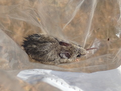Otomys auratus