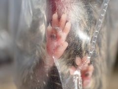 Otomys auratus
