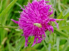 Closterotomus norwegicus