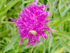 Closterotomus norwegicus