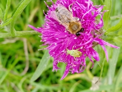 Closterotomus norwegicus