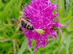 Closterotomus norwegicus