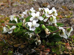 Viola cunninghamii