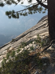 Sceloporus occidentalis taylori