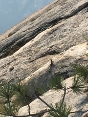 Sceloporus occidentalis taylori