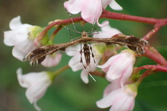 Dejongia lobidactylus