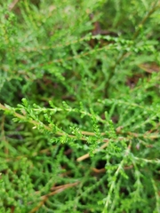 Calluna