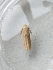 Blastobasis lacticolella