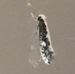 Monopis crocicapitella